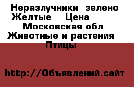 Неразлучники  зелено-Желтые  › Цена ­ 800 - Московская обл. Животные и растения » Птицы   